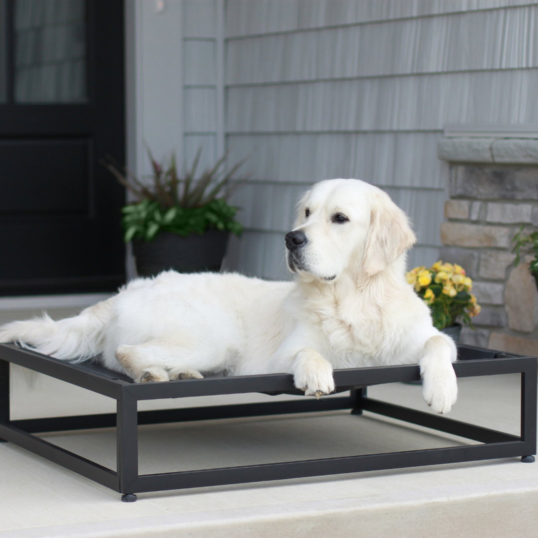 golden retriever on black elevated dog bed that's easily washable