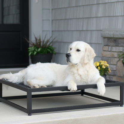 golden retriever on black elevated dog bed that's easily washable