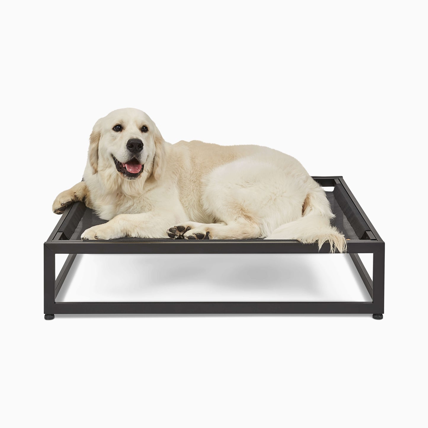 Dog lying on a raised pet bed with a white background
