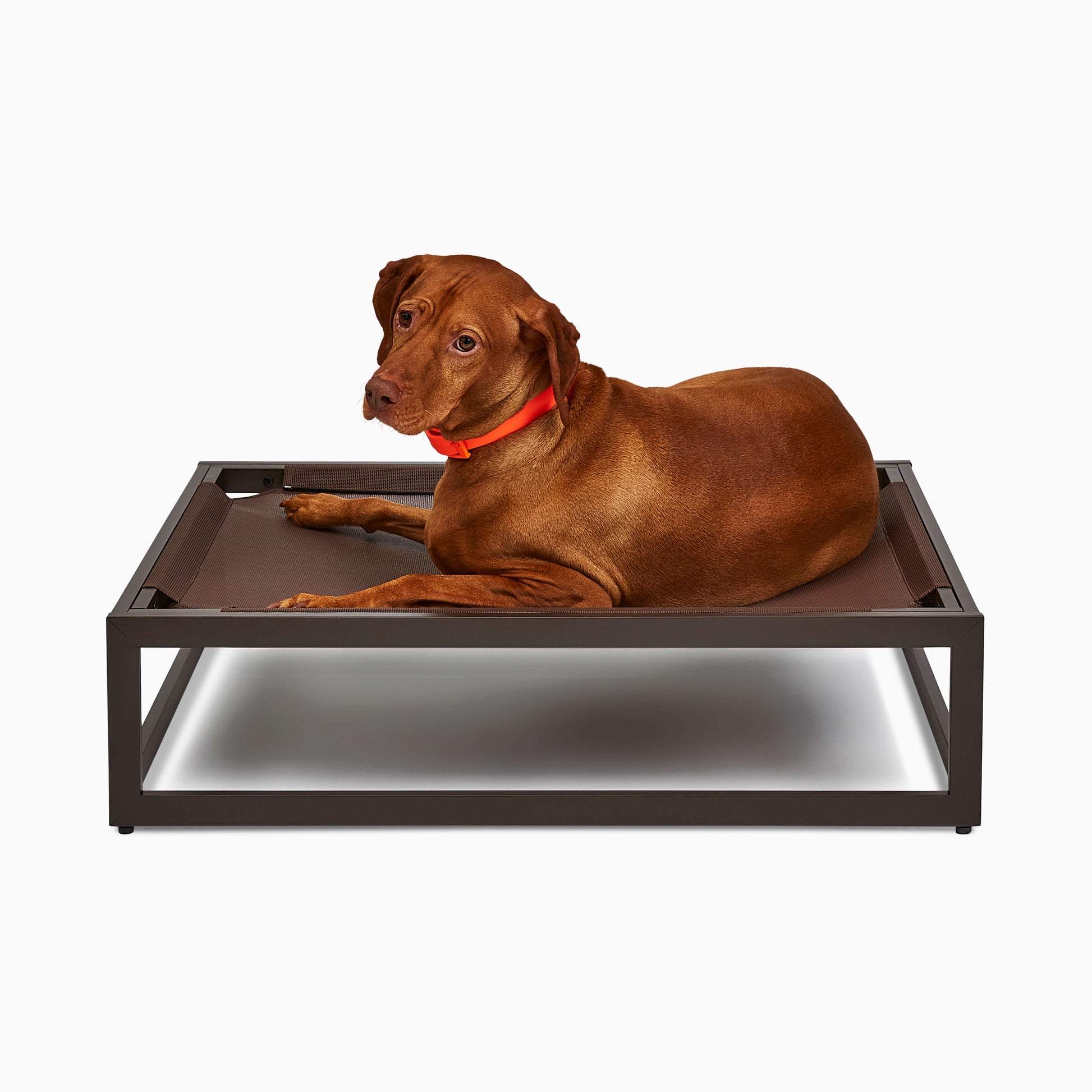 Brown dog lying on a elevated pet bed with a white background