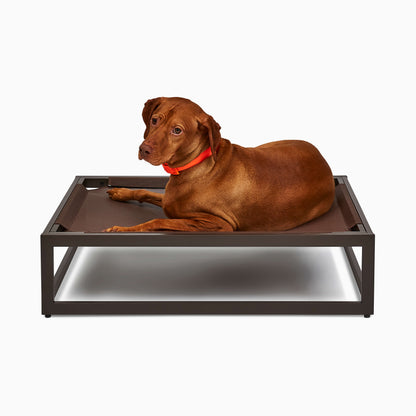 Brown dog lying on a elevated pet bed with a white background