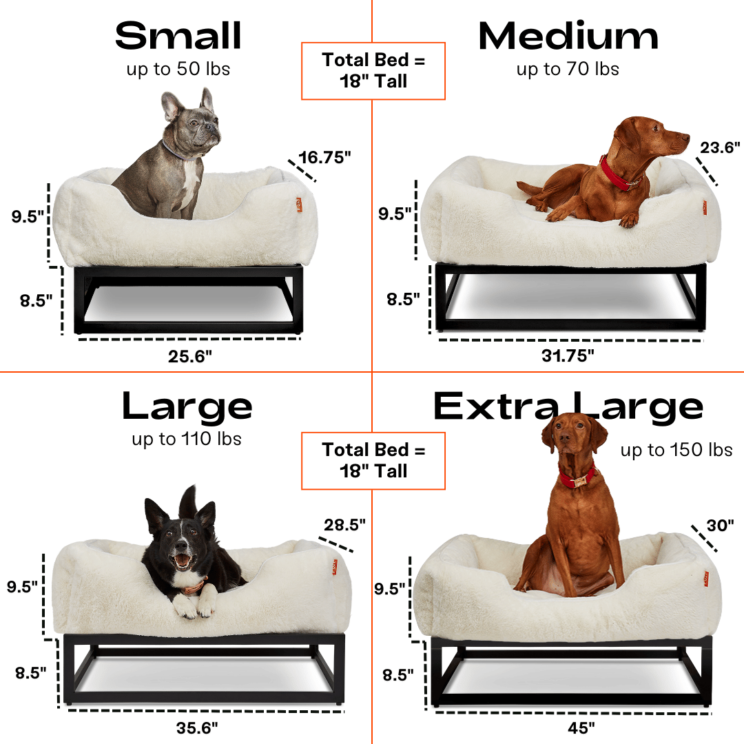 Dog bed size chart with dogs of different breeds on each size category