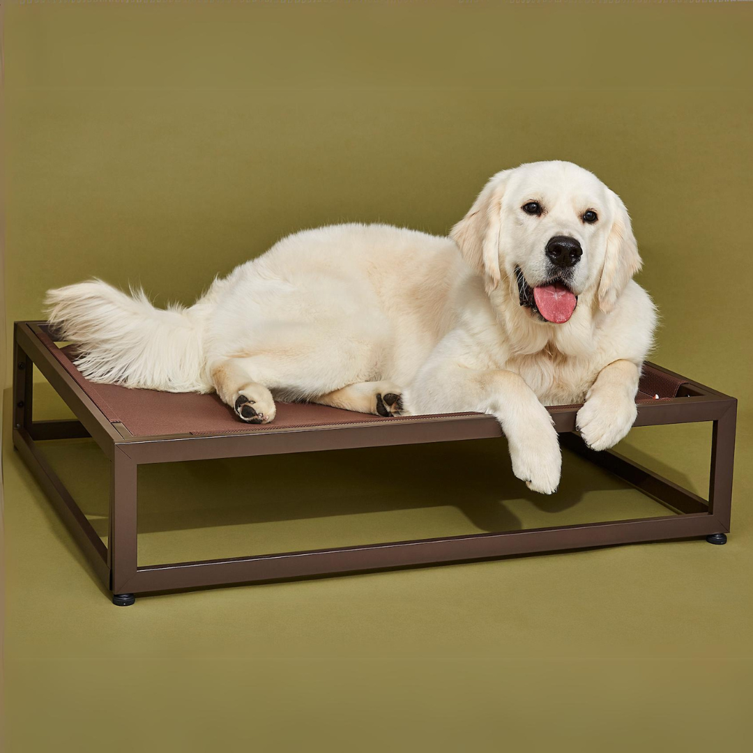 Dog lying on a elevated pet bed against a green background