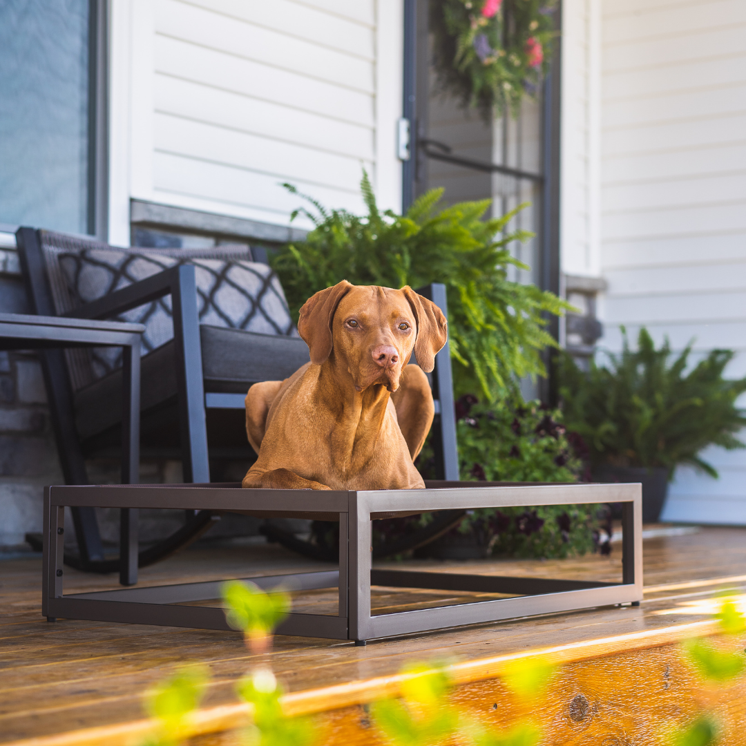 Dog sitting on a brown metal pet bed outdoors with a house and plants in the background