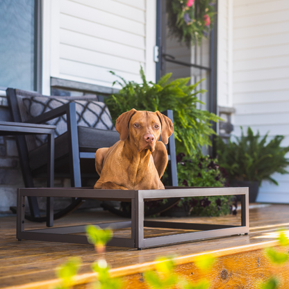 Dog sitting on a brown metal pet bed outdoors with a house and plants in the background
