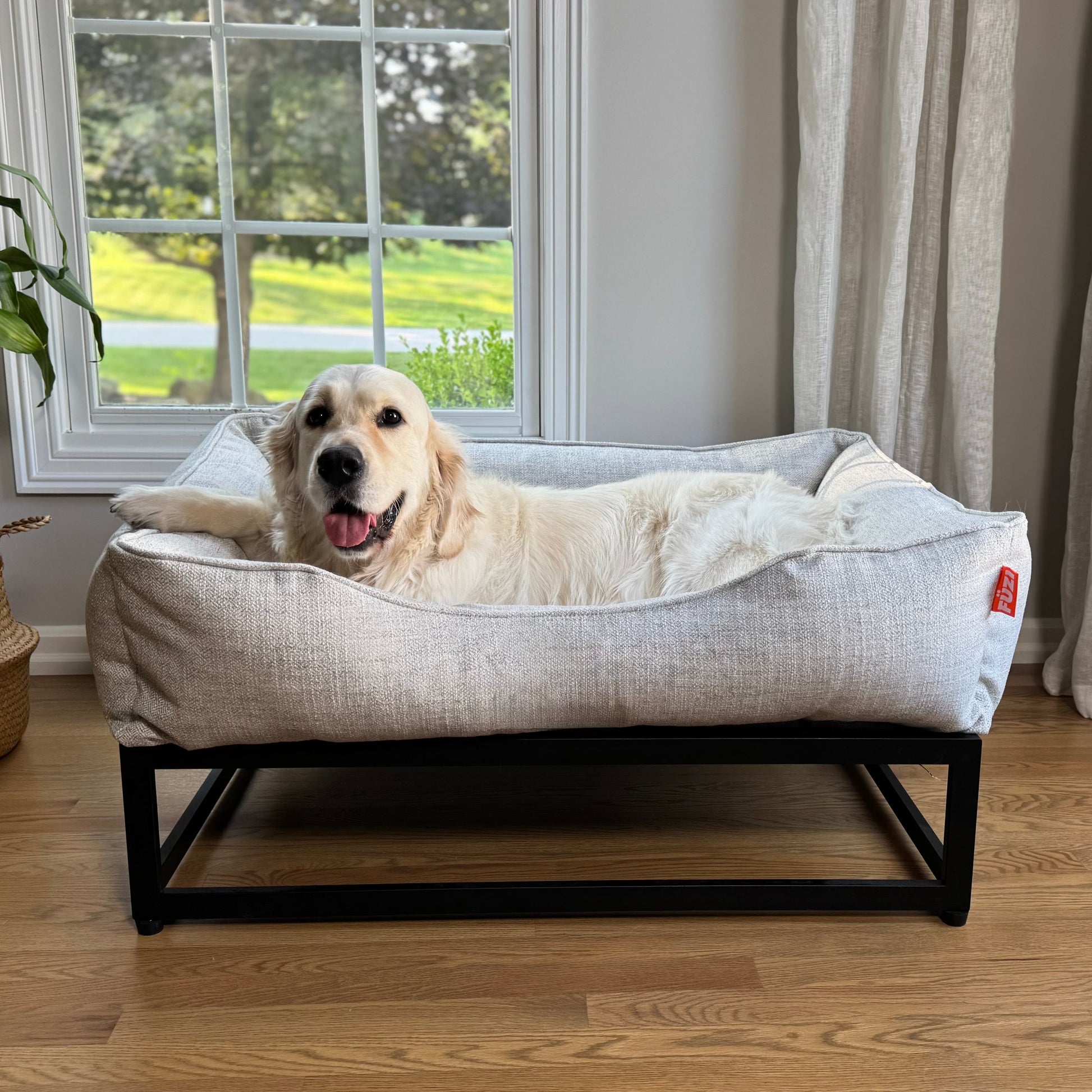 Dog lying on a pet bed in a room with a window and plant