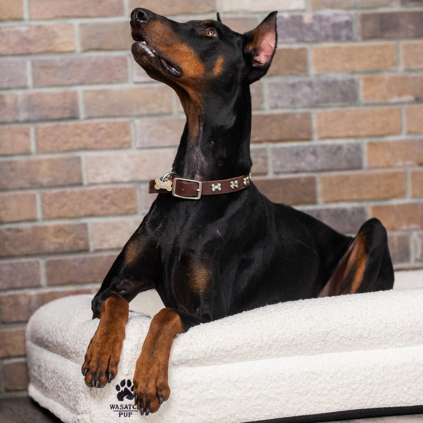 Doberman Pinscher sitting on a white luxury dog bed with a brick wall background