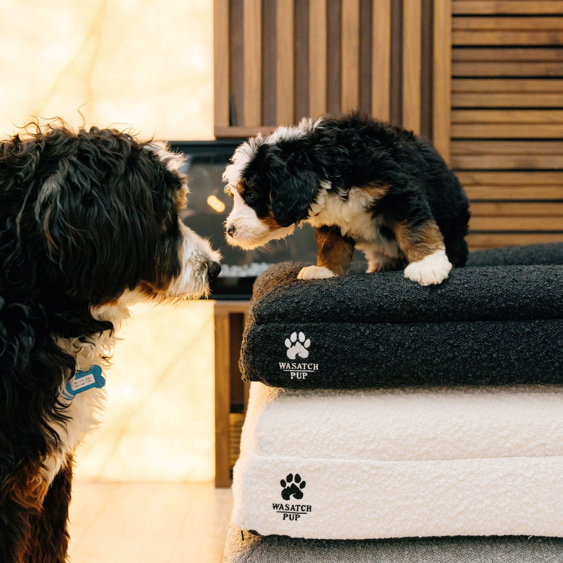 Two dogs on a stack of pet beds with 'Wasatch Pup' branding.