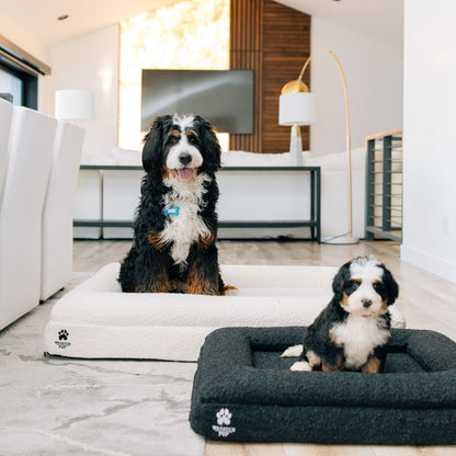 Two dogs on pet beds in a modern living room.