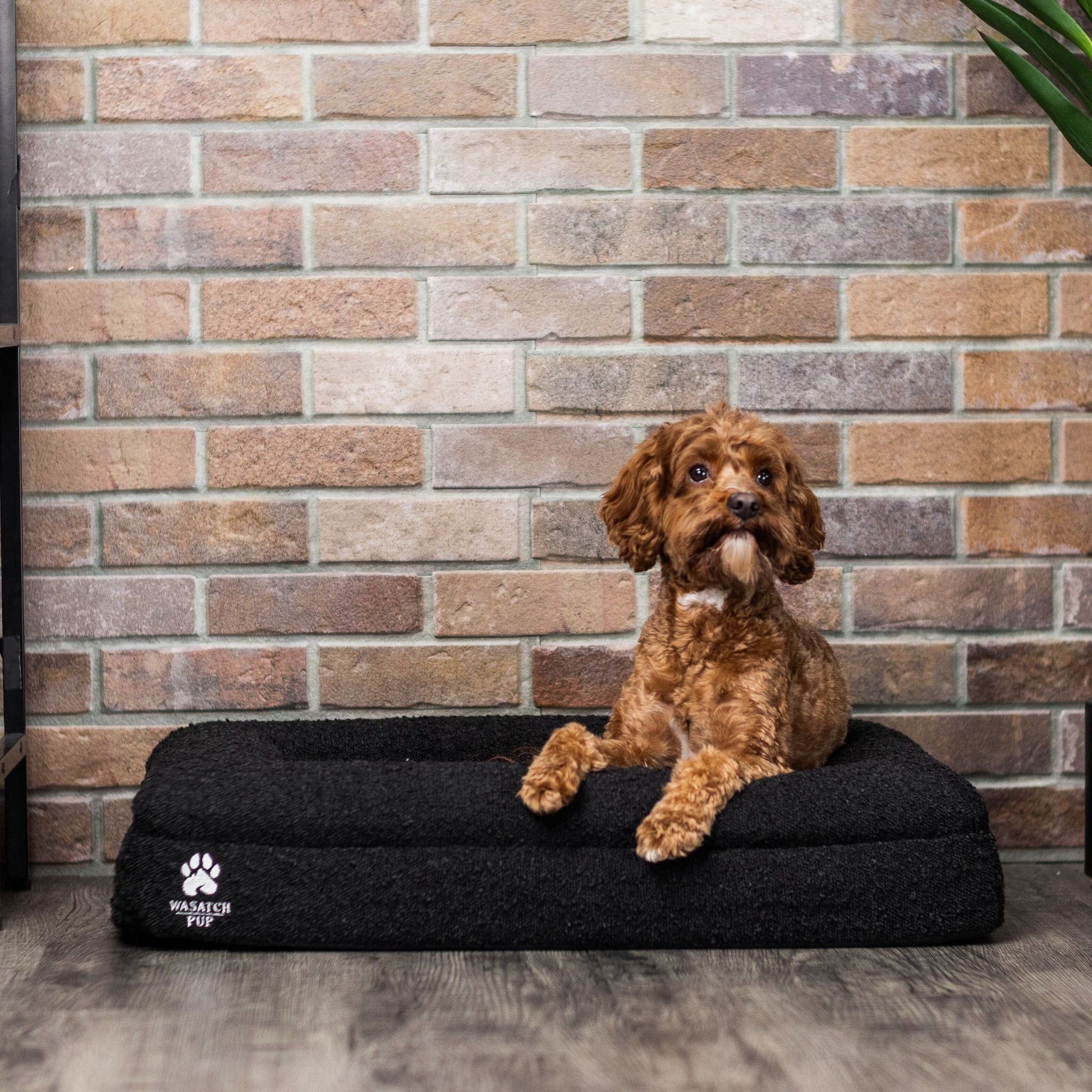 dog laying on a luxury dog bed
