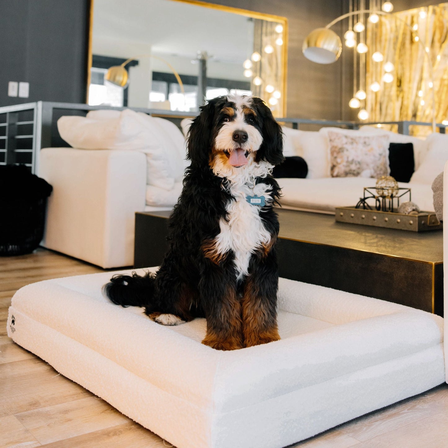 Dog sitting on a white dog bed in a modern living room.