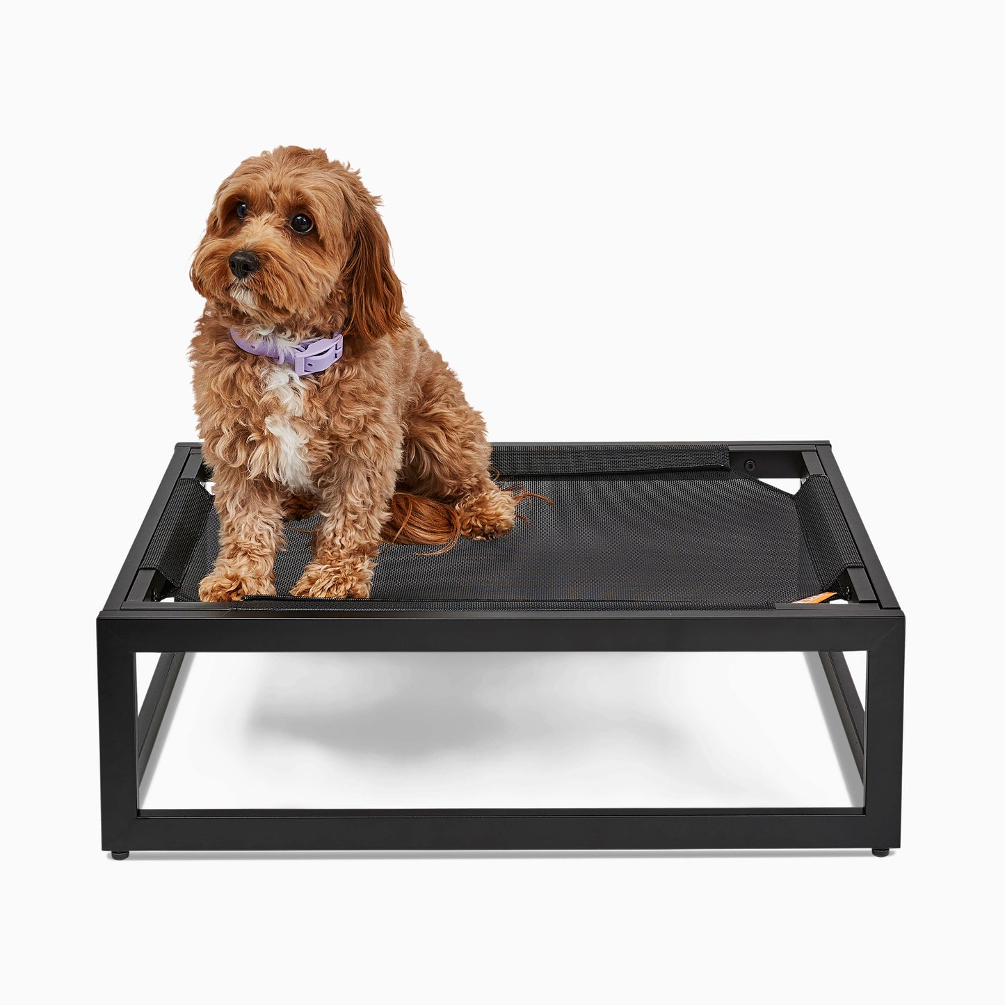 cute small dog on elevated raised washable dog bed