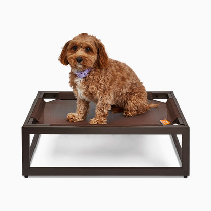 Dog sitting on a brown elevated pet bed with a white background